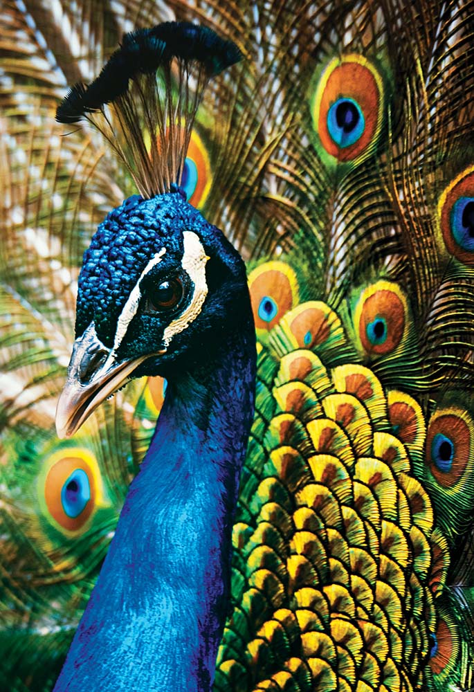 PUZZLE 250kom COLOURFUL NATURE PEACOCK 