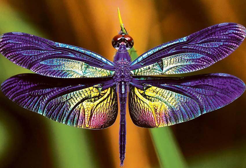 PUZZLE 250kom COLOURFUL NATURE DRAGONFLY 