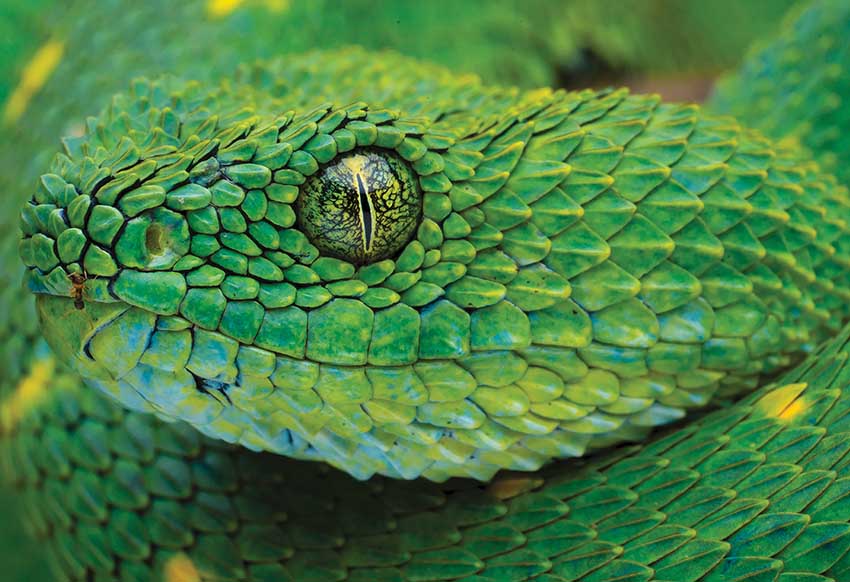 PUZZLE 250kom COLOURFUL NATURE SNAKE 