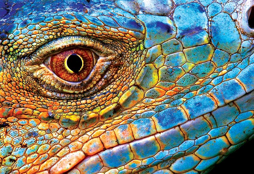 PUZZLE 250kom COLOURFUL NATURE LIZARD 