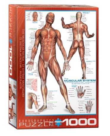 Puzzle 1000kom THE MUSCULAR SYSTEM 