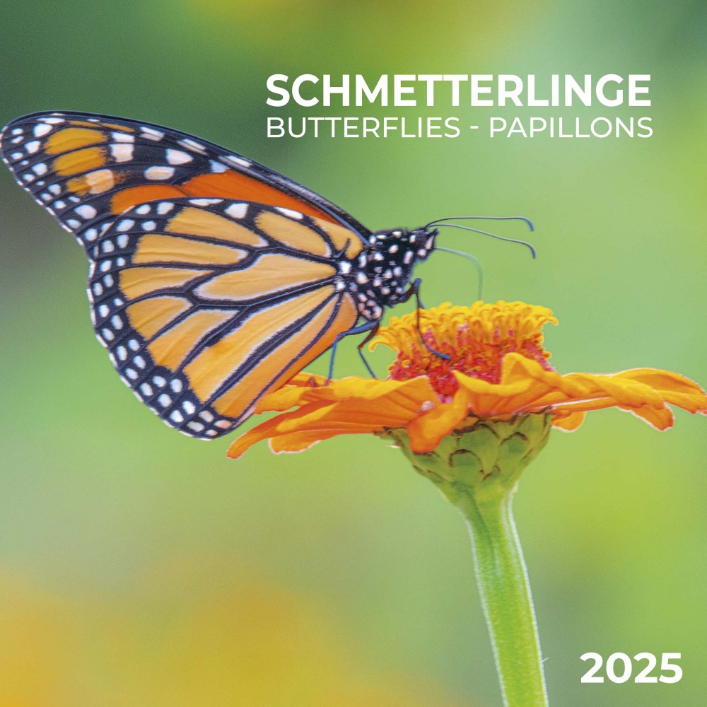 Zidni kalendar BUTTERFLIES 2025 